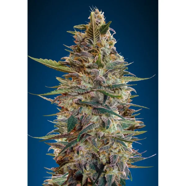 Auto Blue Diesel