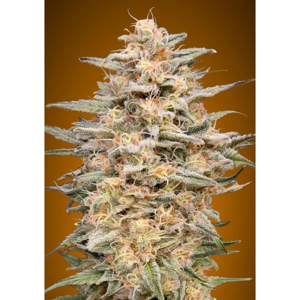 Somango Widow Fem