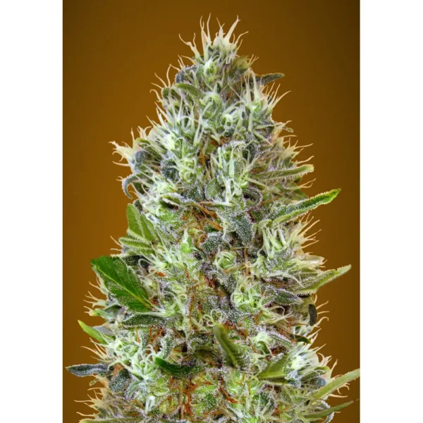 Auto Somango