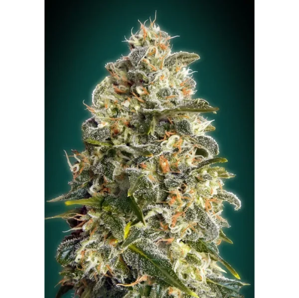 Heavy Bud Fem