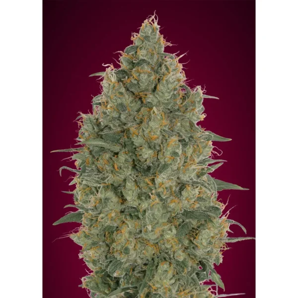 Strawberry Gum Fem