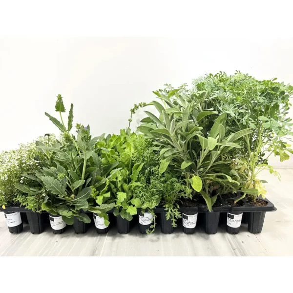 Pack Plantas Interior - 108 Unidades