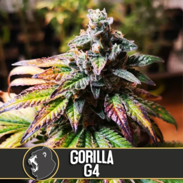 Gorilla G4 Fem