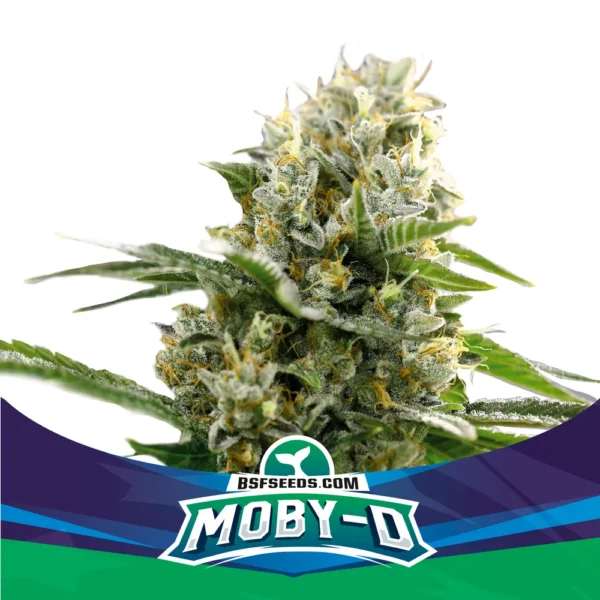 Moby-D XXL Auto