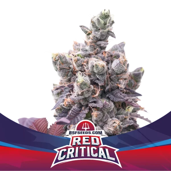 Red Critical Auto