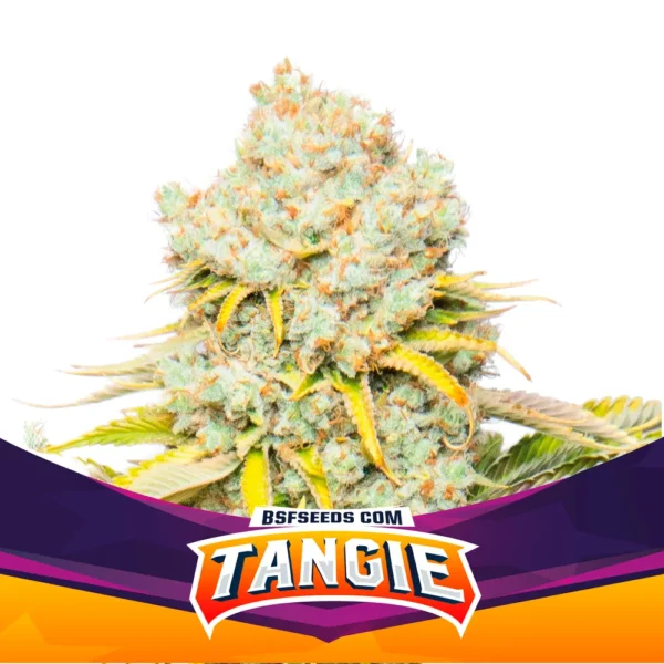 Tangie