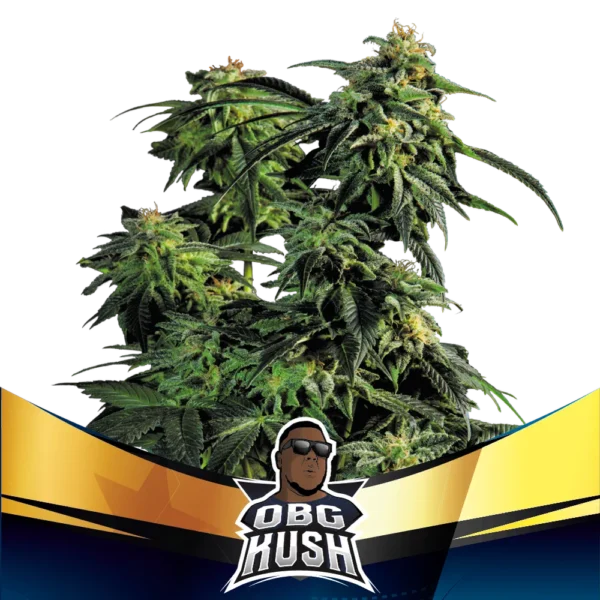 OBG Kush Fast Version