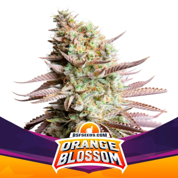 Orange Blossom