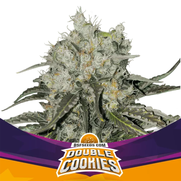 Double Cookies Fem