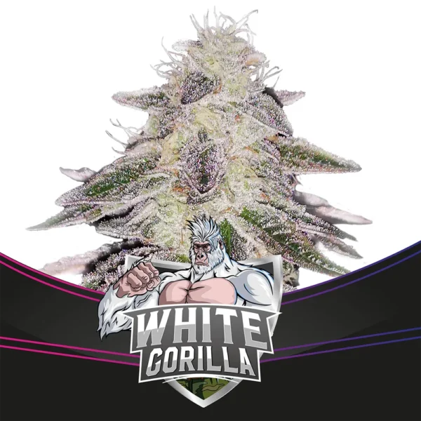 White Gorilla Fem