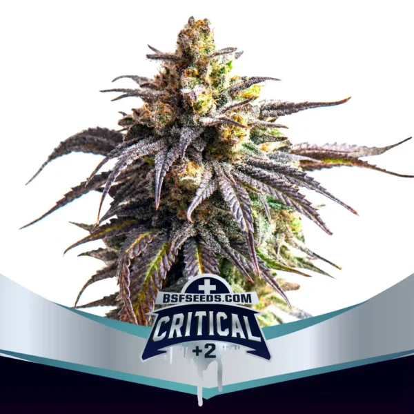 Critical +2 XXL Auto