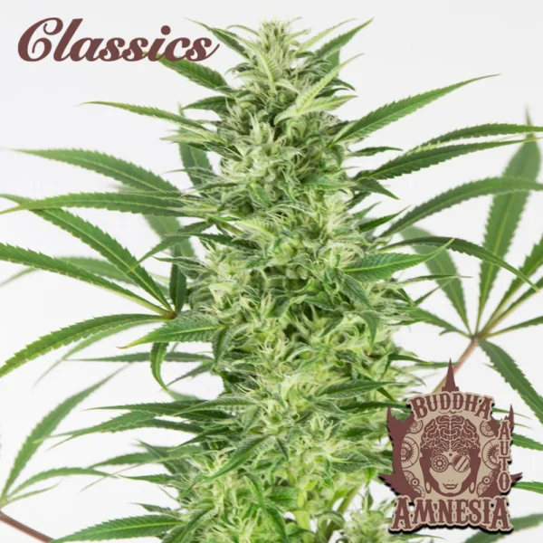 Classic Auto Amnesia