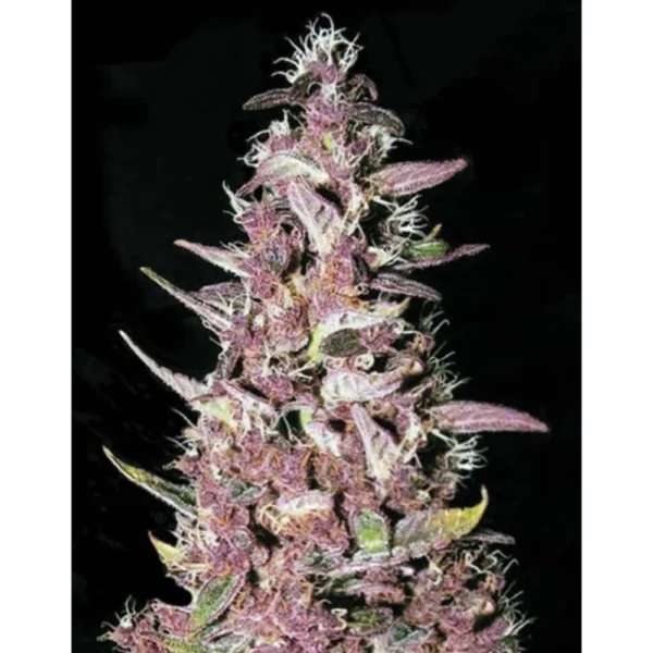 Purple Glam Kush Fem