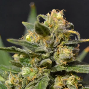 Auto Northern