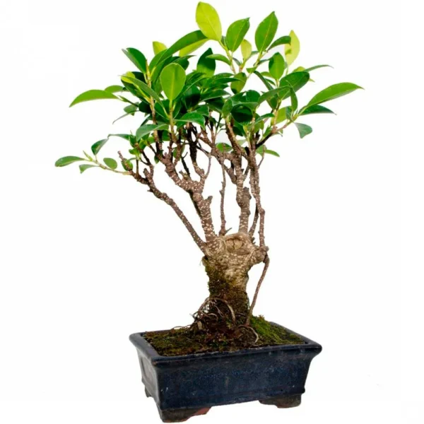 Bonsai Ficus Retusa (Maceta 15cm)