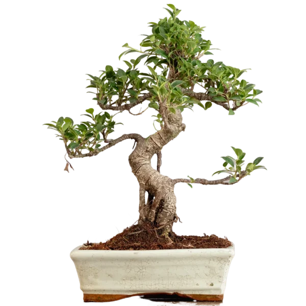 Bonsai Ficus Retusa (Maceta 25cm)