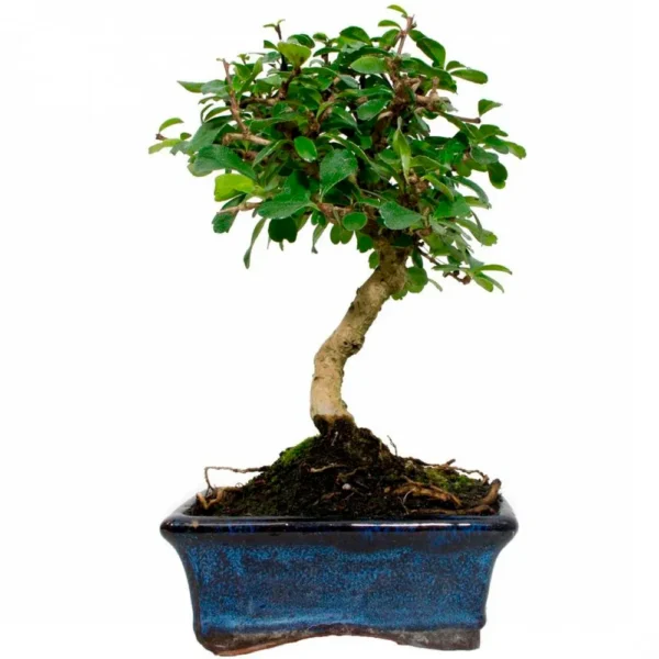 Bonsai Carmona (Maceta 15cm)