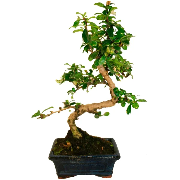 Bonsai Carmona (Maceta 20cm)