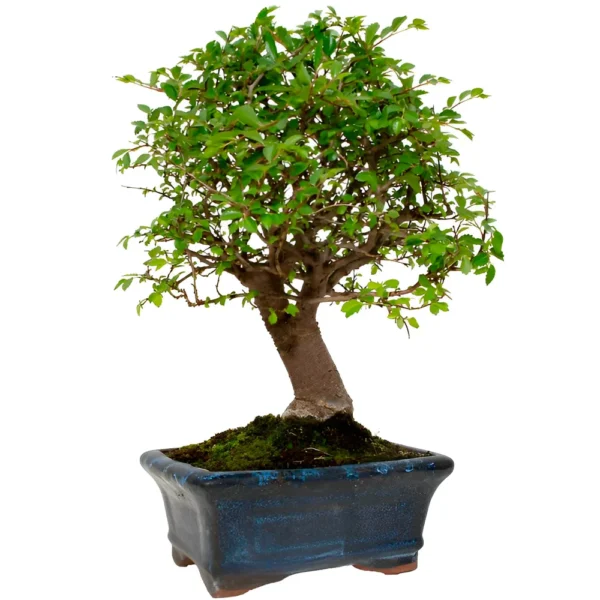 Bonsai Ulmus Parvifolia (Zelkova) (Maceta 15cm)