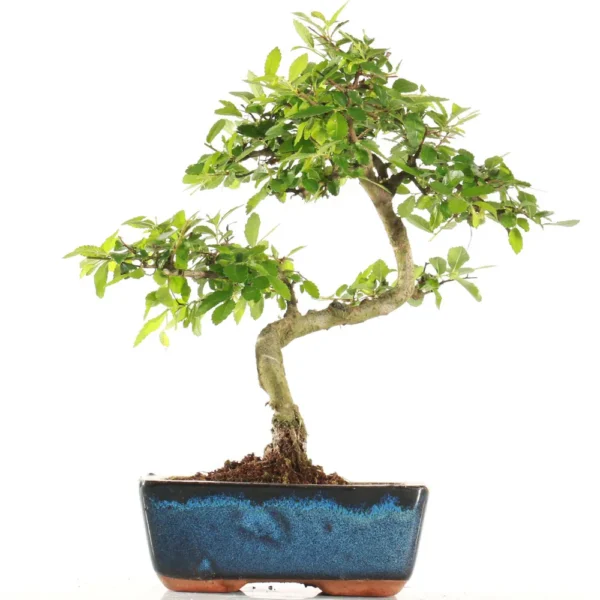 Bonsai Ulmus Parvifolia (Zelkova) (Maceta 20cm)