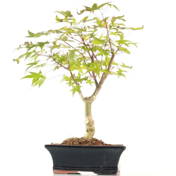 Bonsai Acer Deshojo (Maceta 15cm)