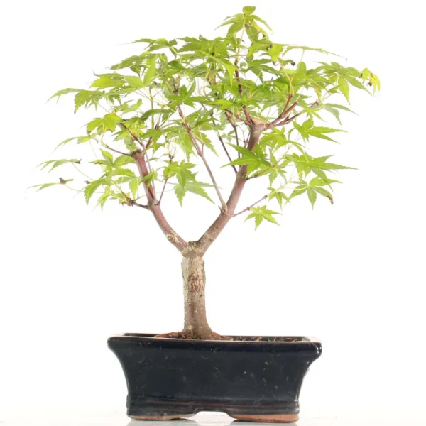 Bonsai Acer Deshojo (Maceta 20 cm)