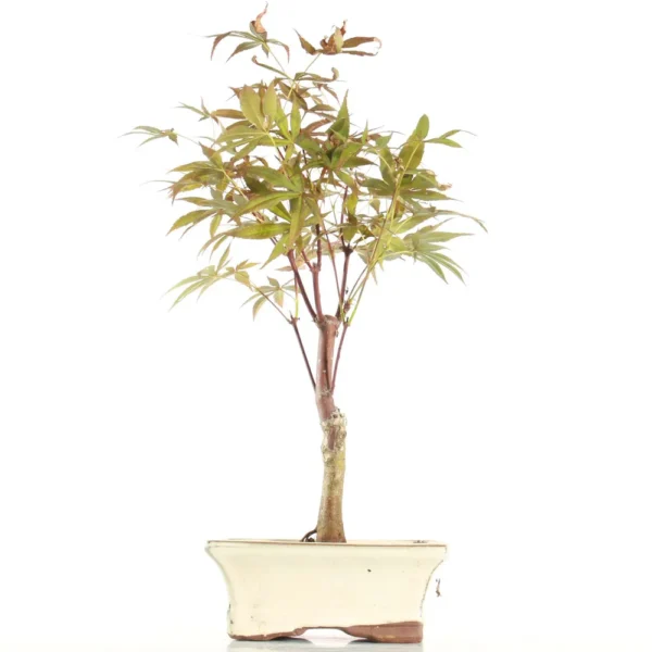 Bonsai Acer Palmatum Atropurpureum (Maceta 15cm)