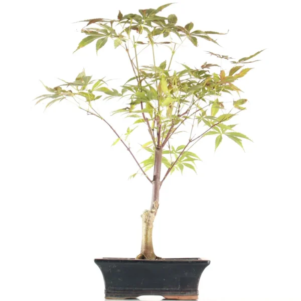 Bonsai Acer Palmatum Atropurpureum (Maceta 20cm)