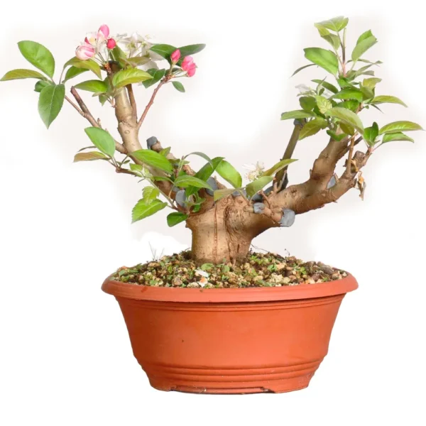 Prebonsai Malus Sylvestris Grande