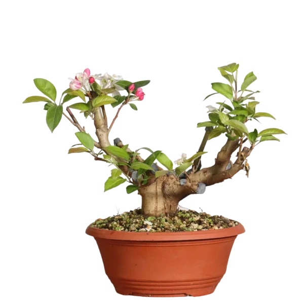 Prebonsai Malus Sylvestris Pequeño