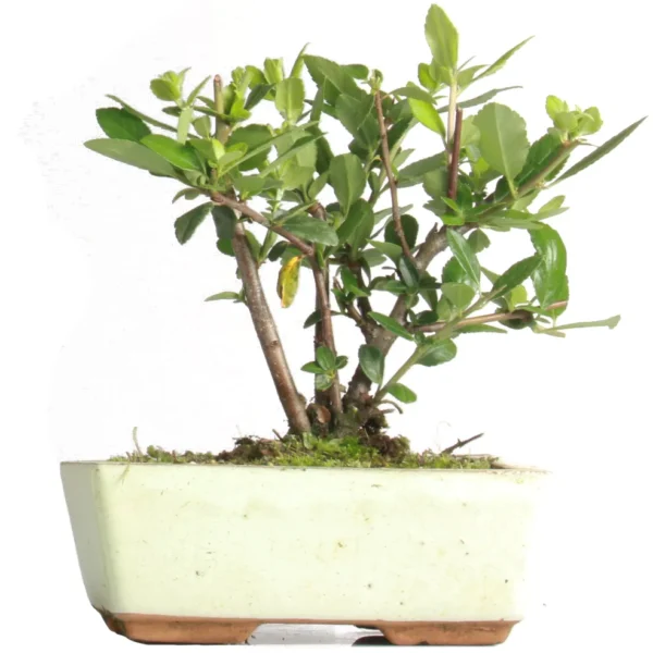 Bonsai Pyracantha (Maceta 15cm)