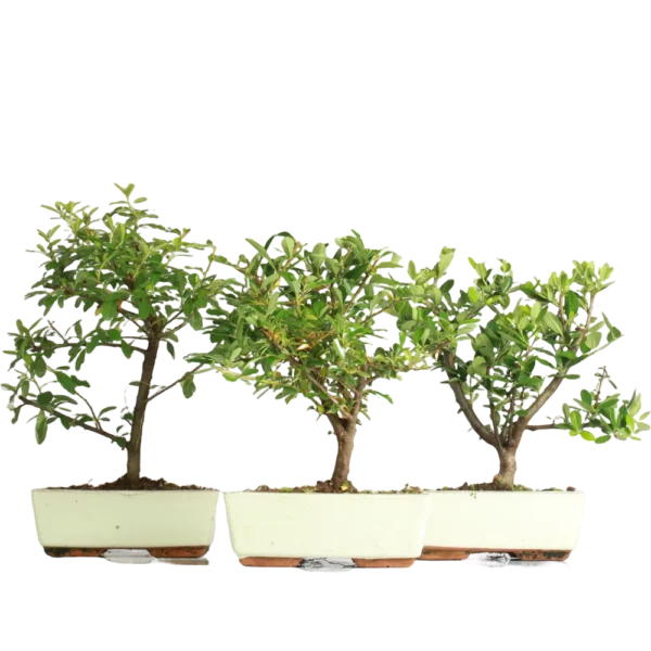 Bonsai Pyracantha (Maceta 20cm)