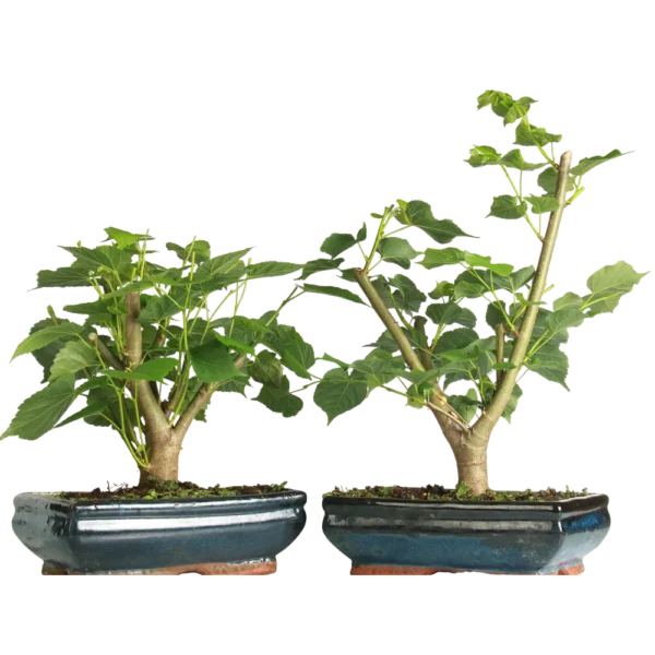 Bonsai Tilia Cordata (Maceta 25cm)