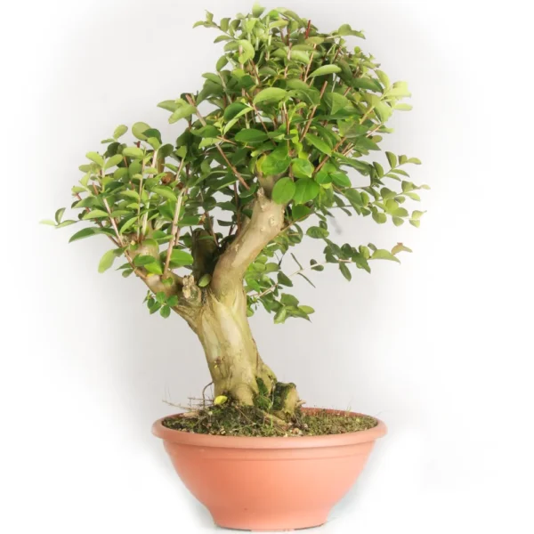 Prebonsai Lagerstroemia