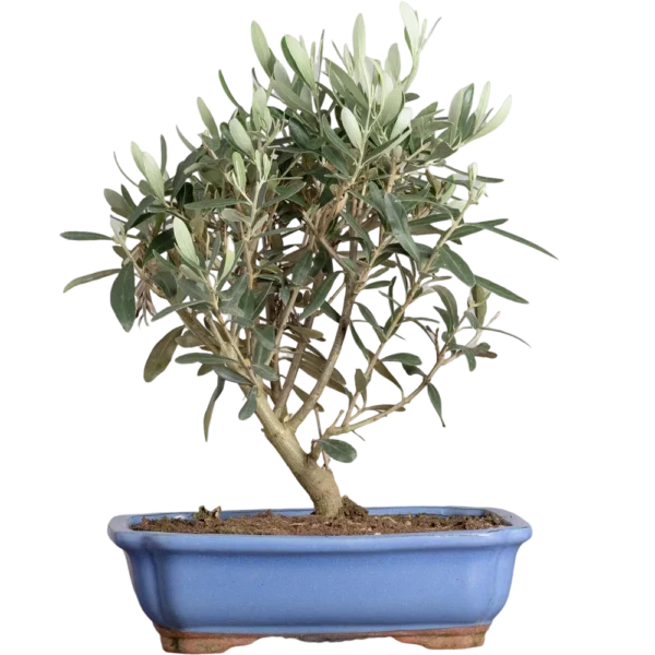 Bonsai Olea Europea (Maceta 20cm)