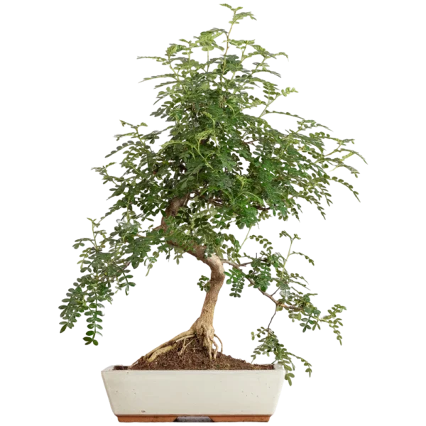 Bonsai Zanthoxyllum (Maceta 30cm)