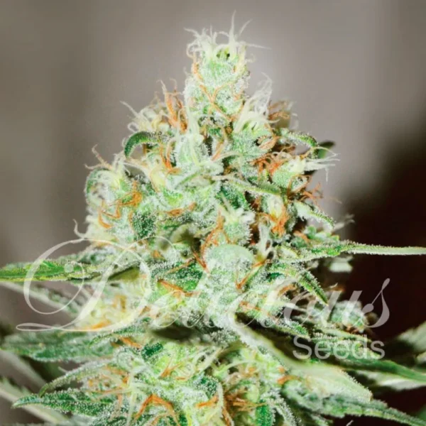 Jagg Kush Fem