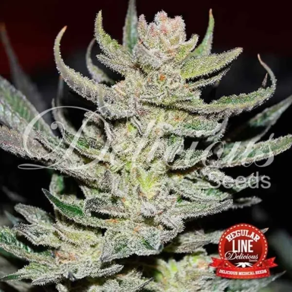 Unknown Kush Reg