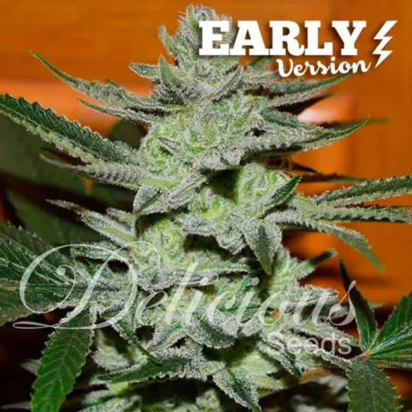 Unknown Kush F1 Early Version Fem