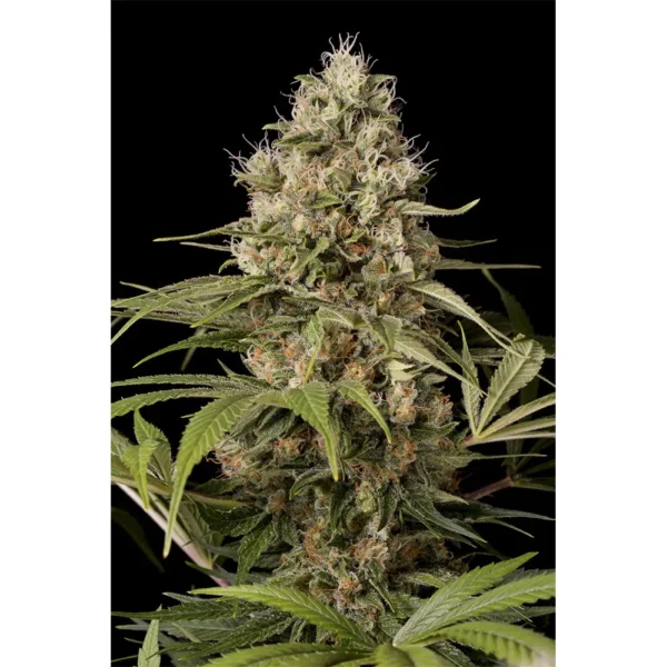 Shark Shock CBD Fem