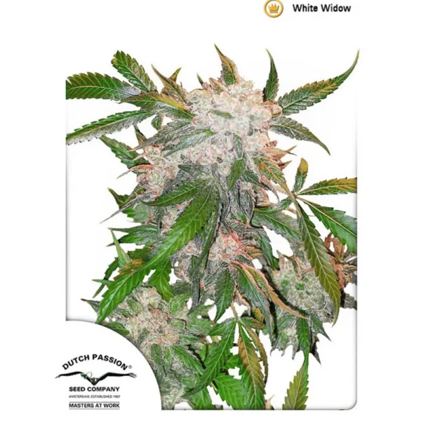 White Widow 10Und Reg