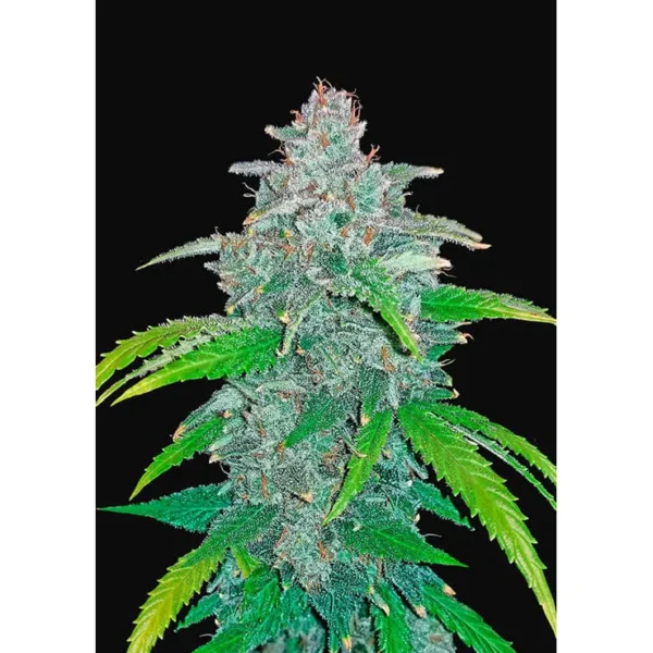 Blue Dream Matic Auto