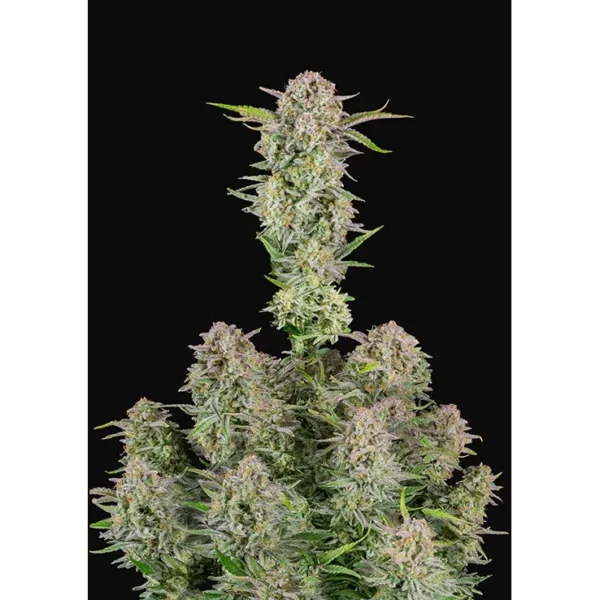 Bruce Banner Auto