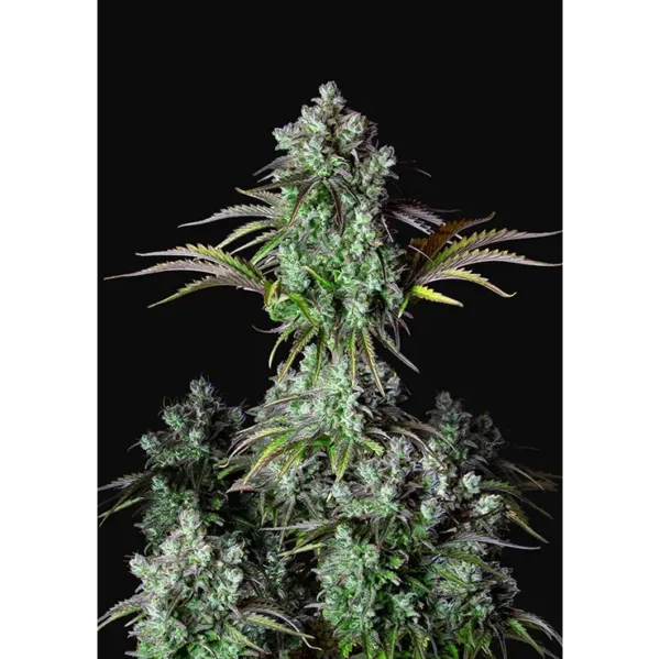 Big Bud Auto