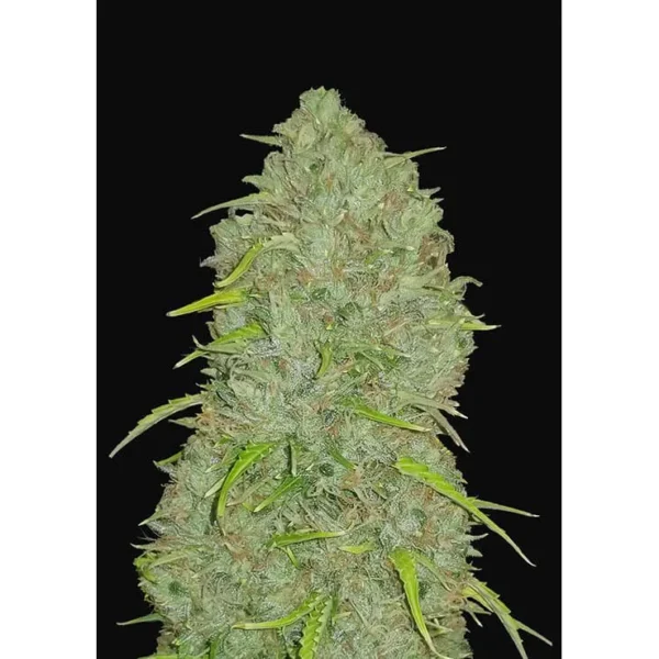 Jack Herer Auto