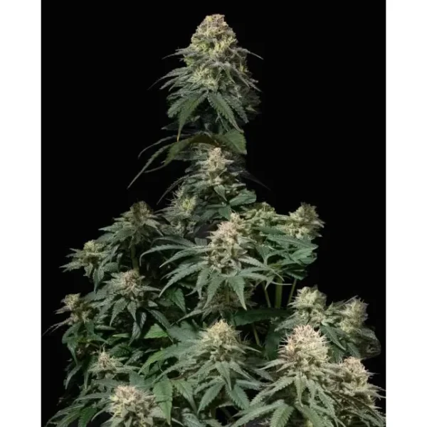 Tropicana Cookies Fast Flowering Fem