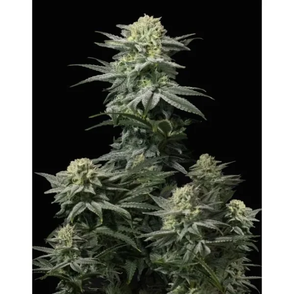 GG4 Sherbet Fast Flowering Fem