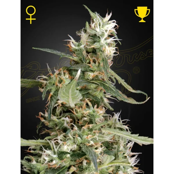 Arjan's Ultra Haze #1 Fem