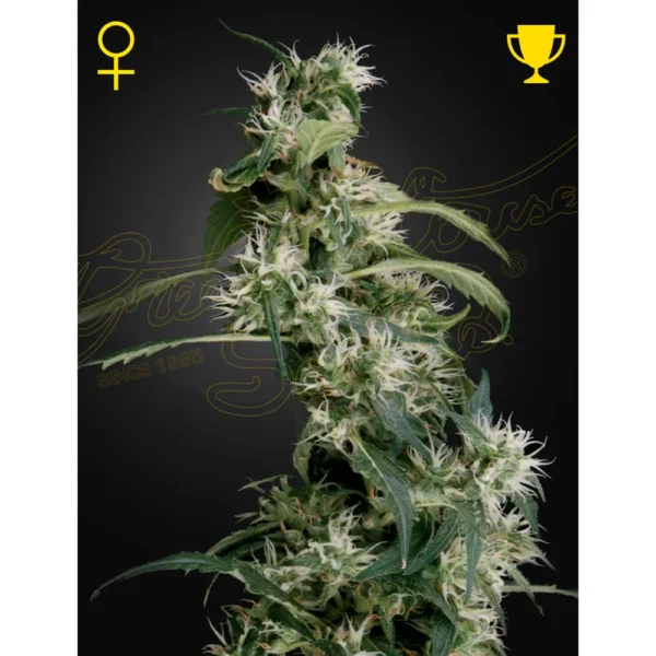 Arjan´S Ultra Haze 2 Fem