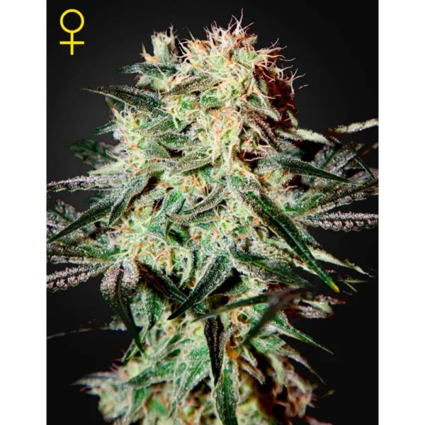 Arjan´S Strawberry Haze Fem